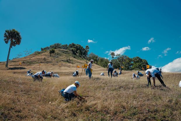 La jornada de reforestación alcanzó unas 50 tareas localizadas en la comunidad de Caobanico. 