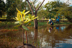 Es la primera ocasión en que la organización financiera inicia un proyecto de reforestación de mangles. 