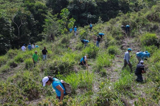 Los empleados del Grupo Popular sembraron más de 52,000 árboles.