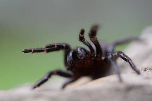 Medio Ambiente confirma casos de mordedura de araña en Valverde