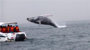 Medio Ambiente llama a la población a visitar las Ballenas Jorobadas