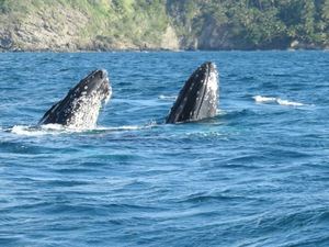 República Dominicana es el país donde más cantan las ballenas jorobadas
 