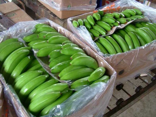 Bananos para exportar