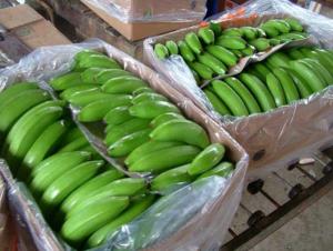 Agricultura busca nuevos mercados para exportación banano