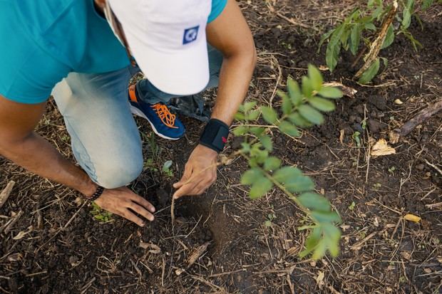 Inician siembra de 25 mil árboles en favor de microcuencas Guanajuma y Gurabo.