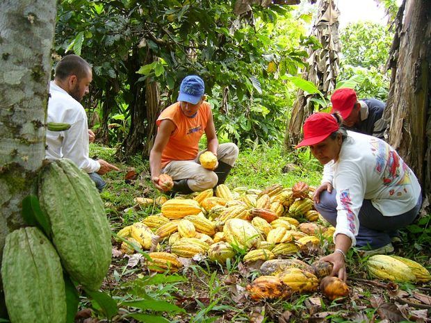 Produccíon de cacao. 