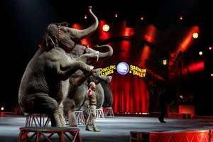 Francia prohibirá animales salvajes en circos y crí­a del visón para peleterí­a