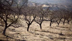 El cambio climático podría causar un efecto dominó en la extinción global