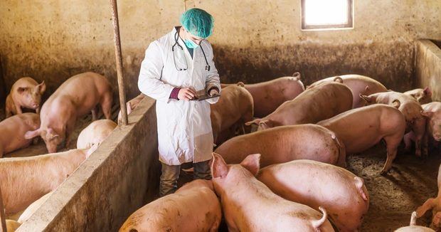 Detectan la peste porcina africana en otras tres provincias del paí­s