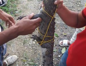 Entregan a Medio Ambiente cocodrilo habitaba en cañada de Sabana Perdida