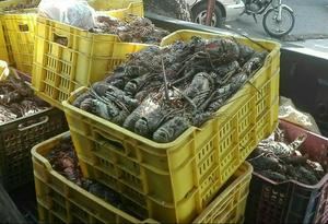 Realizan operativo contra comercialización ilegal de especies marinas en veda 
 