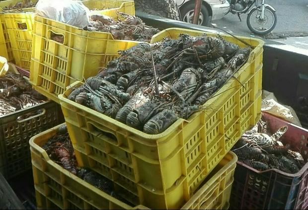 Realizan operativo contra comercialización ilegal de especies marinas en veda 
 