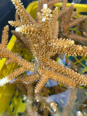 Más de 400 fragmentos de coral restaurados durante el trasplante masivo más grande la región
