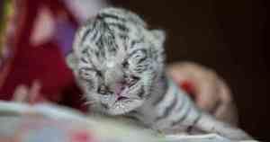 Nace un tigre de bengala en el Zoológico Nacional.