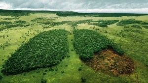 Foro internacional pide m&#225;s responsabilidad empresarial contra deforestaci&#243;n