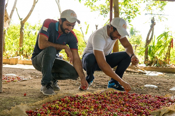 Cerezas en cosecha