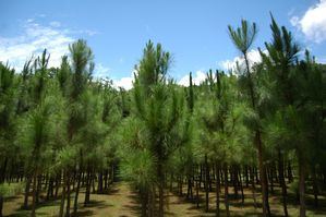 RD logra avances significativos en preservación medioambiental 