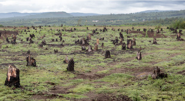 Cien líderes mundiales se comprometen a revertir la deforestación para 2030.