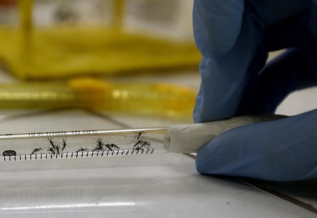 Entre la semana epidemiológica 31 y la 34, se registraron 3.291 casos y en el 75 % de las muestras procesadas se detectó virus del dengue de los serotipos D1 y D3, transmitido por el mosquito 'Aedes aegypti', que también contagia el chikunguña, el zika y la fiebre amarilla.