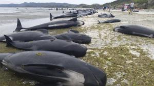Unas 145 ballenas pilotos mueren tras quedarse varadas en Nueva Zelanda