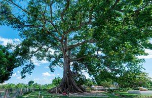 Santiago se une a la celebración del Día del Árbol con el arbusto más viejo del país