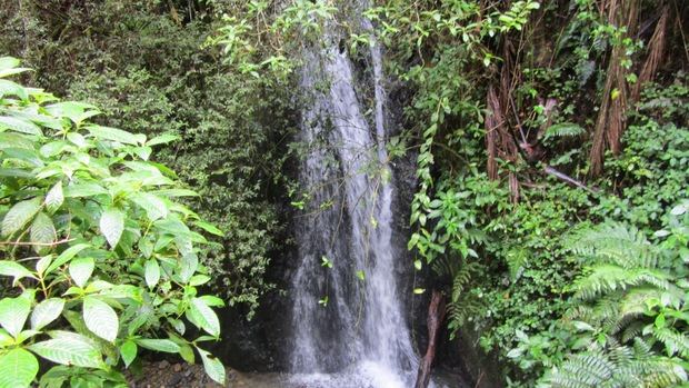 Ébano Verde.