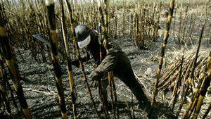 EE.UU. y México confirman acuerdo azucarero 