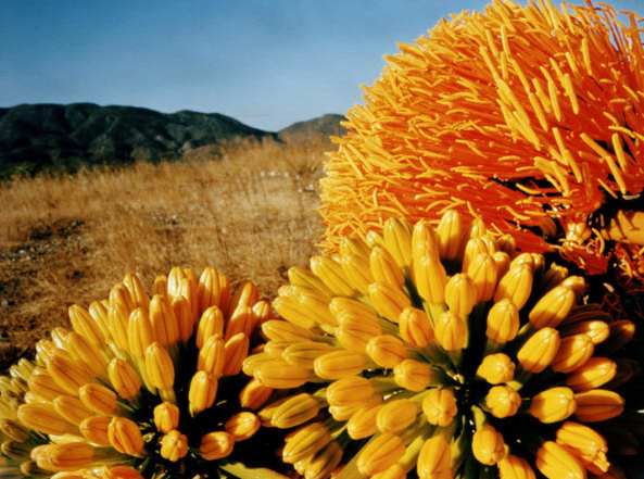 Flores de Maguey, Baní
Artista: Domingo Batista
Dominicana, Contemporáneo, 1985.