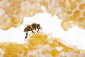 RD celebra Día Mundial de las Abejas promoviendo la protección de los polinizadores