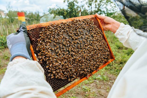 Panal de abejas.