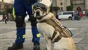 Frida, símbolo de la brigada canina que salva vidas entre escombros en México