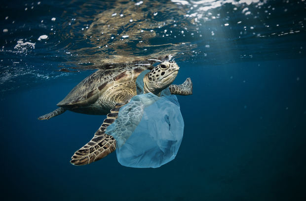 Galápagos, un tesoro natural en lucha contra los microplásticos.