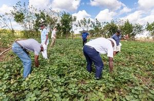 Adultos mayores del Hogar de día CONAPE San Rafael Del Yuma cultivan hortalizas en programa de huertos