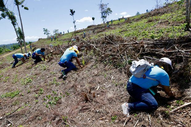 Jornada de reforestacciòn del Banco Popular Dominicano.