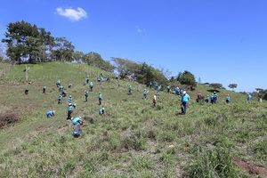 Un total de 6,011 árboles fueron sembrados por 250 empleados del Banco Popular Dominicano.