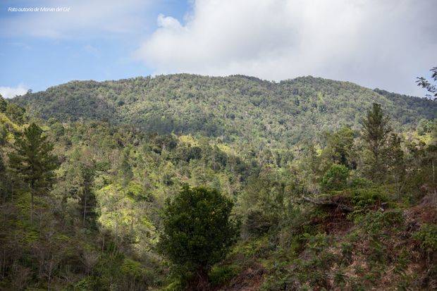 Bosques Dominicanos, una invitación a conocer nuestras áreas protegidas 