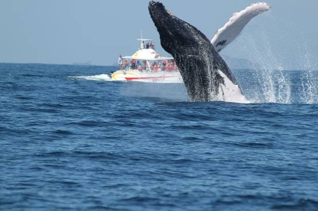 Ballenas jorobadas. 