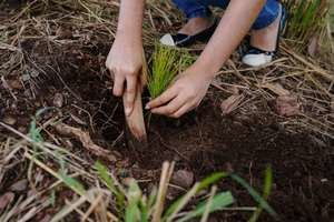 Se plantaron 2,500 árboles en 67 tareas.