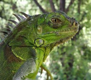Medio Ambiente advierte sobre peligros de comercialización de la Iguana Verde 