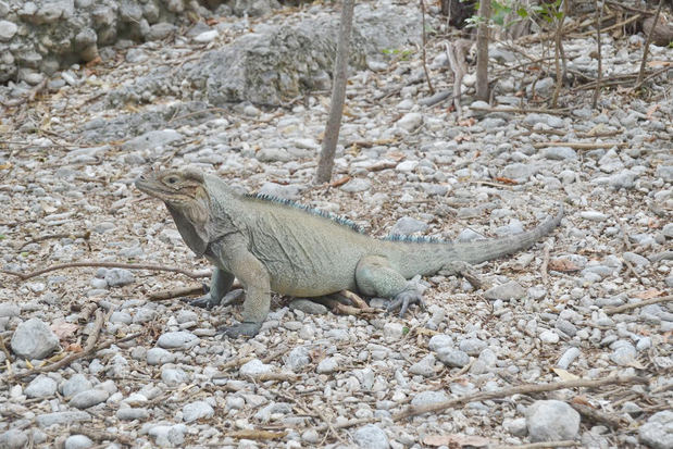 Iguana Rinoceronte de Yolanda Leon.