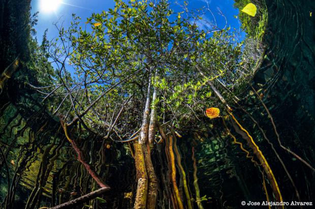 Alianza Francesa de Santo Domingo acoge Exposición fotográfica 'República Dominicana Submarina'