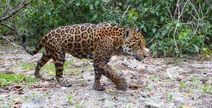 Por primera vez, el sistema basado en IA permite a equipo de conservación identificar 5 jaguares