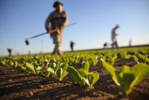 Latinoamérica avanza en un plan regional de agricultura ante el cambio climático