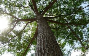 Honduras conmemora el “Día del árbol” con una creciente destrucción de sus bosques