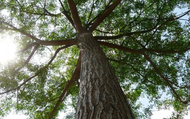 Honduras conmemora el 'Día del árbol' con una creciente destrucción de sus bosques.