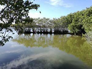 MA celebra Día Internacional de Conservación del Ecosistema de Manglares