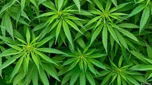 Ocupan m&#225;s 1,500 plantas de marihuana en invernaderos de Santo Domingo Este