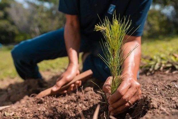 Medio Ambiente comenzó la plantación de 3,500 árboles como parte del proceso de cierre técnico del vertedero de Duquesa.