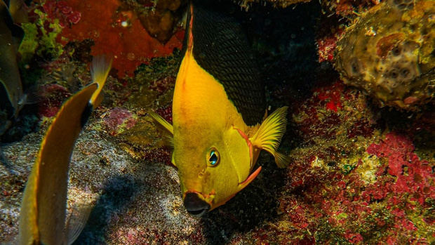 Medio Ambiente presenta informe sobre estado de especies marinas en el país