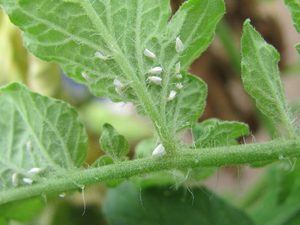 Agricultura aplicará en julio veda a cultivos hospederos de mosca blanca.
